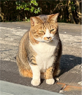 さば