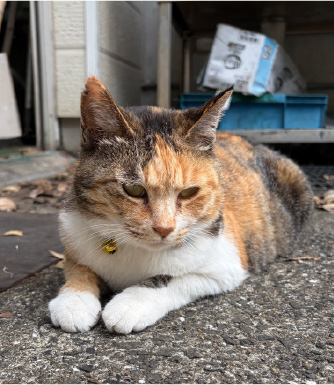 にゃー